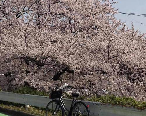 29空いっぱいの桜