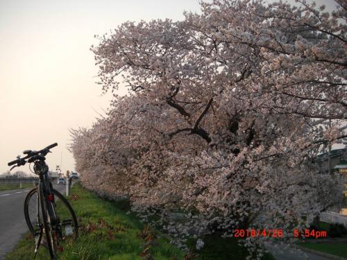 21 桜に誘われて・・・。今、津軽では満開です。
